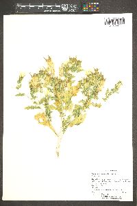 Mentzelia involucrata image