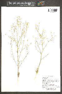 Gilia stellata image