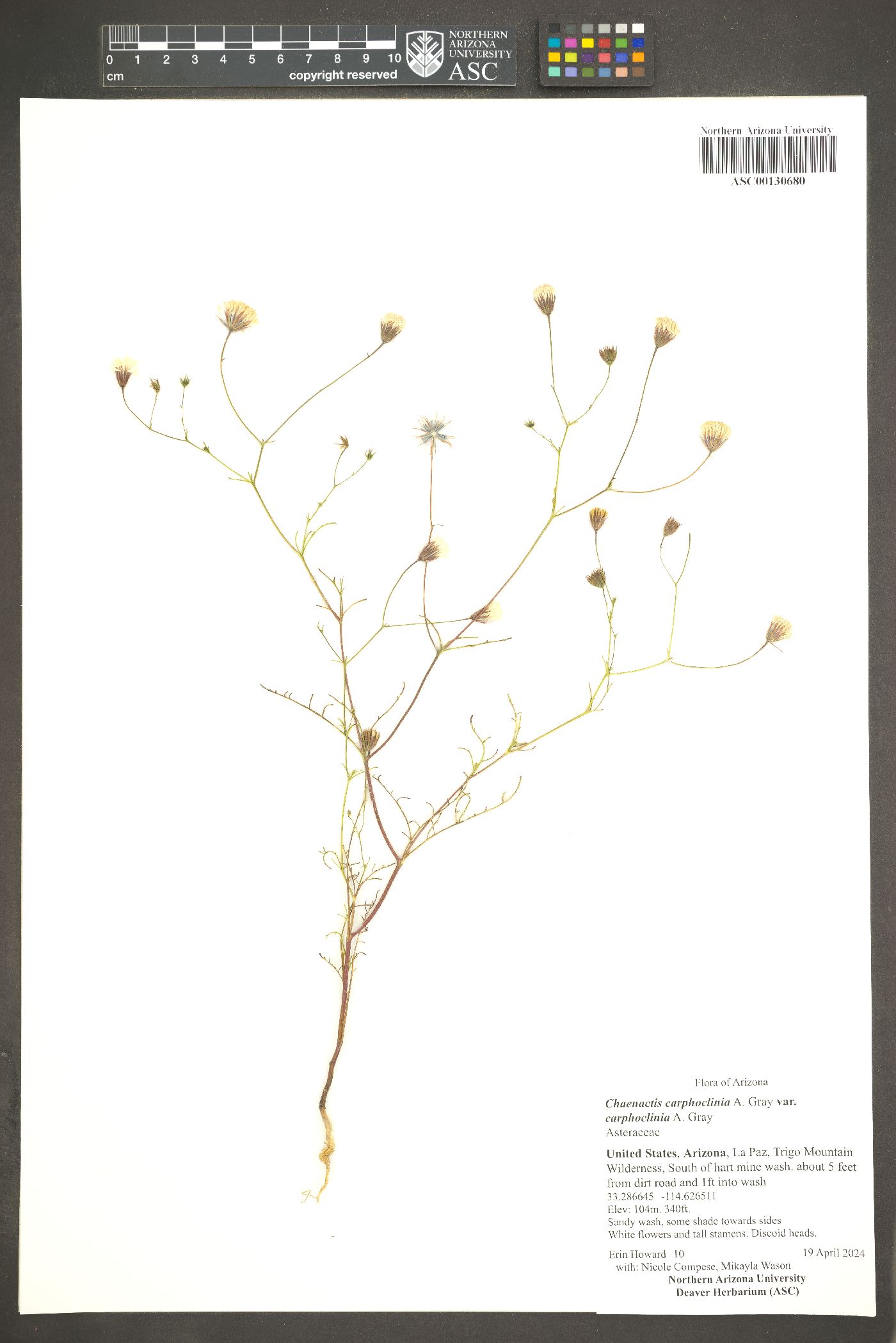 Chaenactis carphoclinia var. carphoclinia image