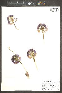 Allium atrorubens image