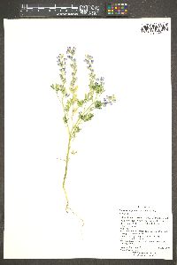 Lupinus arizonicus image