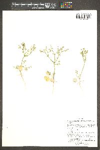 Eriogonum deflexum image