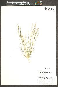 Aristida adscensionis image