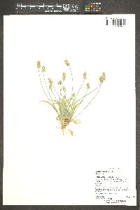 Plantago ovata image