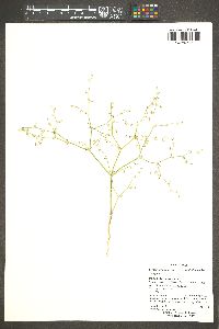 Eriogonum deflexum var. deflexum image