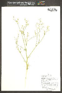 Gilia scopulorum image