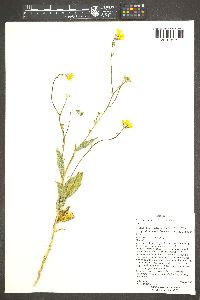 Geraea canescens image