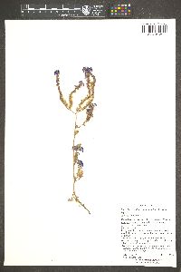 Phacelia crenulata image