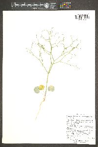 Eriogonum deflexum var. deflexum image