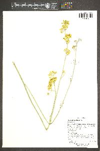 Asclepias subulata image