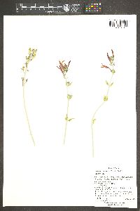 Justicia californica image