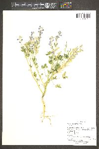 Lupinus sparsiflorus image