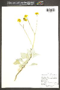 Encelia farinosa var. farinosa image