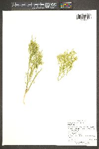 Chorizanthe brevicornu image