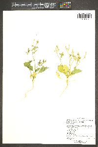 Aliciella latifolia subsp. latifolia image