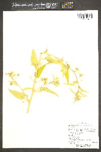 Horsfordia newberryi image