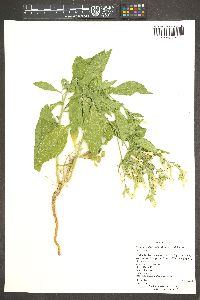 Nicotiana obtusifolia image