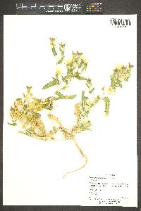 Mentzelia involucrata image