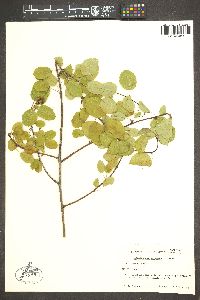 Amelanchier pumila image