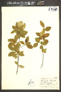 Amelanchier oligocarpa image