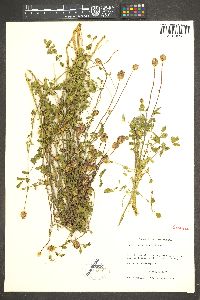 Poterium sanguisorba image