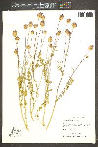 Poterium sanguisorba image