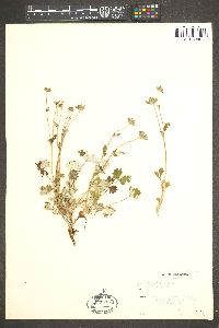 Potentilla uniflora image