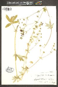 Potentilla thurberi image