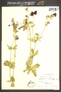 Potentilla thurberi image