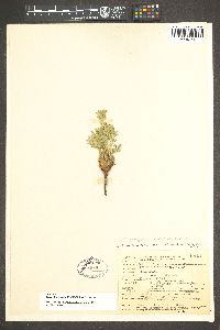 Potentilla pensylvanica image