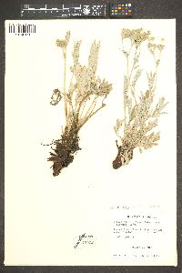 Potentilla hippiana image