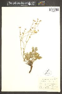 Potentilla hippiana image