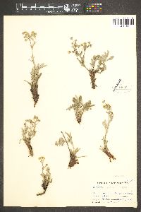 Potentilla hippiana var. hippiana image
