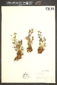 Potentilla biflora image