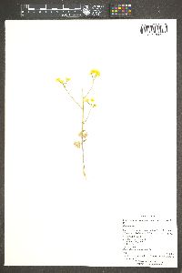 Chylismia brevipes subsp. arizonica image