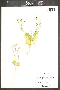 Aliciella latifolia image