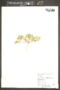 Langloisia setosissima image