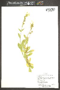 Nicotiana obtusifolia image