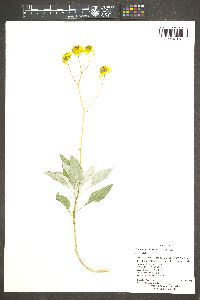 Encelia farinosa image