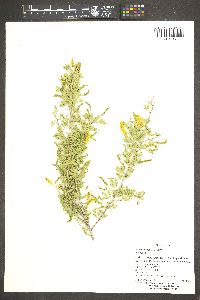 Acacia greggii image