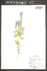 Lupinus arizonicus image