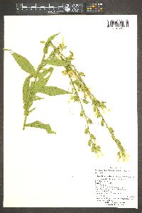 Nicotiana obtusifolia image