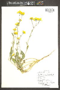 Geraea canescens image