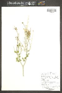 Justicia californica image