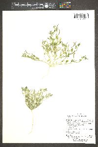 Acmispon strigosus image