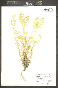 Dimorphocarpa wislizeni image