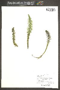 Hippuris vulgaris image