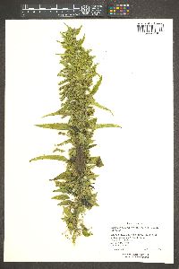 Urtica gracilis subsp. holosericea image