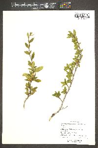 Cercocarpus ledifolius image