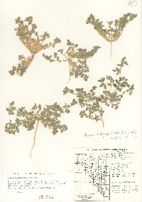 Acmispon brachycarpus image